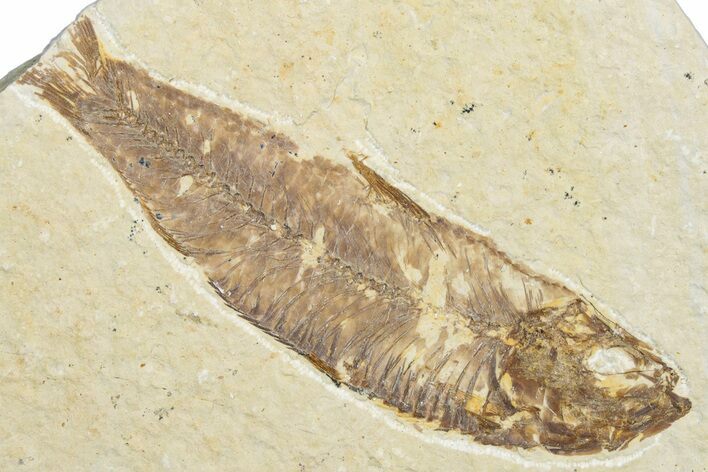 Bargain, Fossil Fish (Knightia) - Wyoming #346042